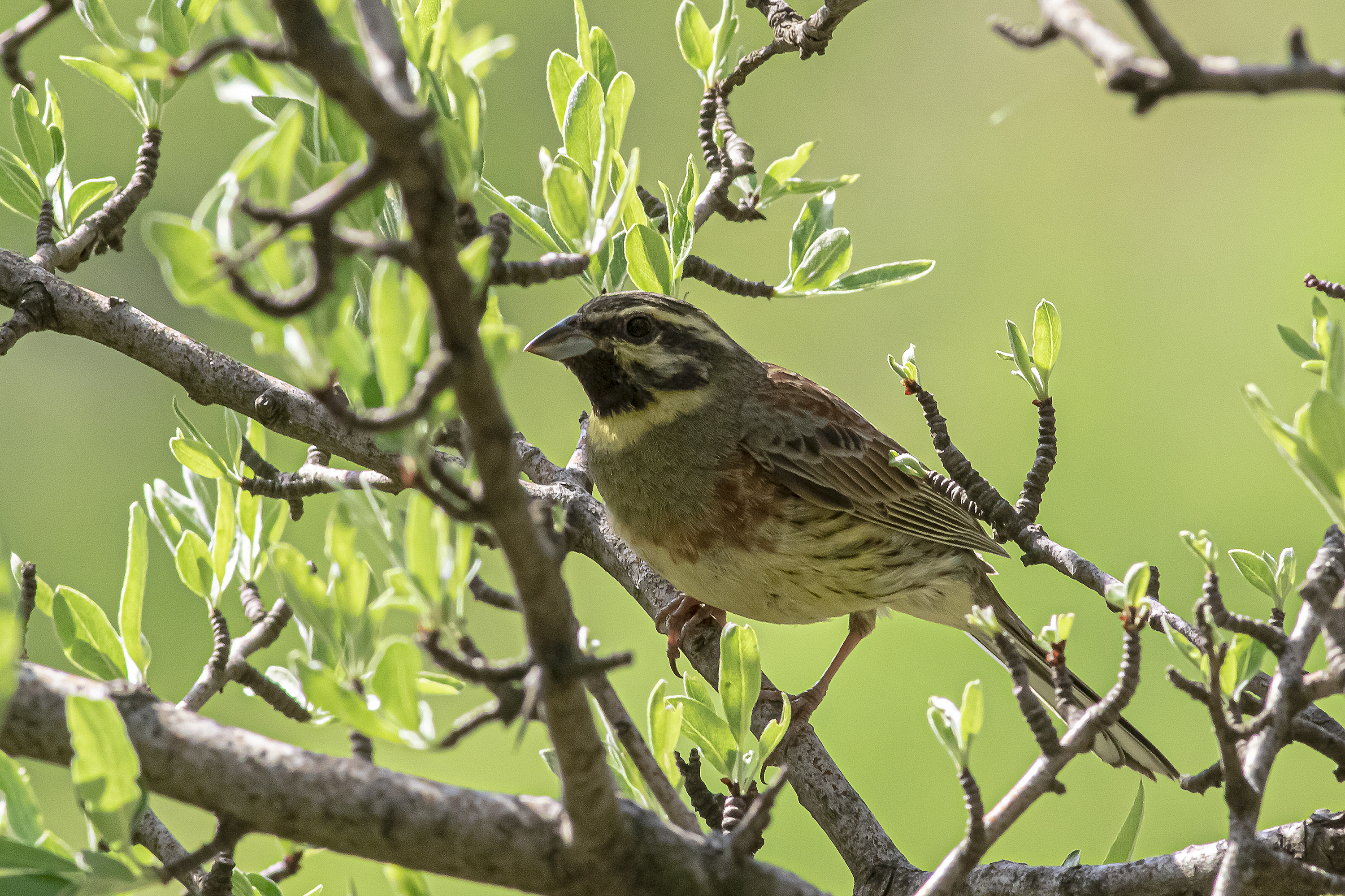 Cirl Bunting